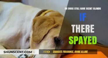 Spayed Dogs and Scent Glands: What Remains After the Procedure?