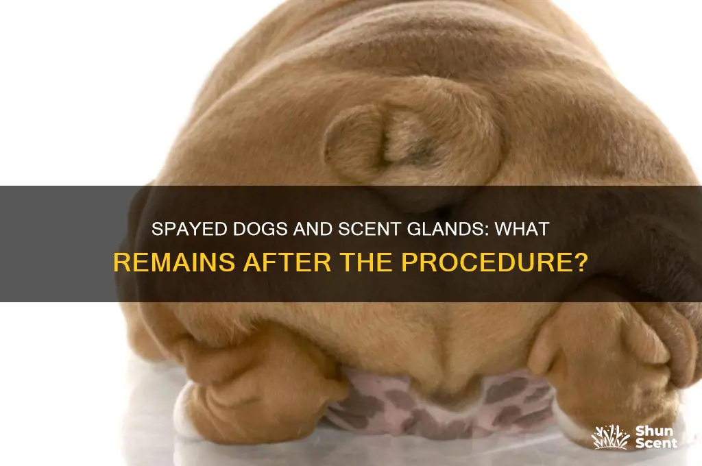 do dogs still have scent glands if there spayed
