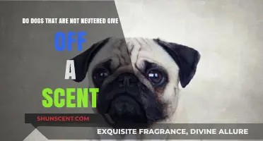 Unneutered Dogs: Do They Emit a Distinct Scent?