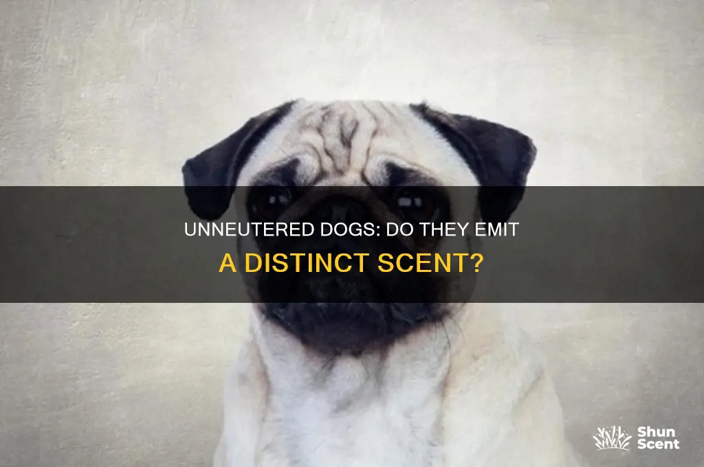 do dogs that are not neutered give off a scent