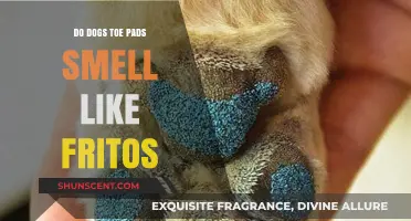 Sniffing Out the Truth: Do Dog Toe Pads Really Smell Like Fritos?