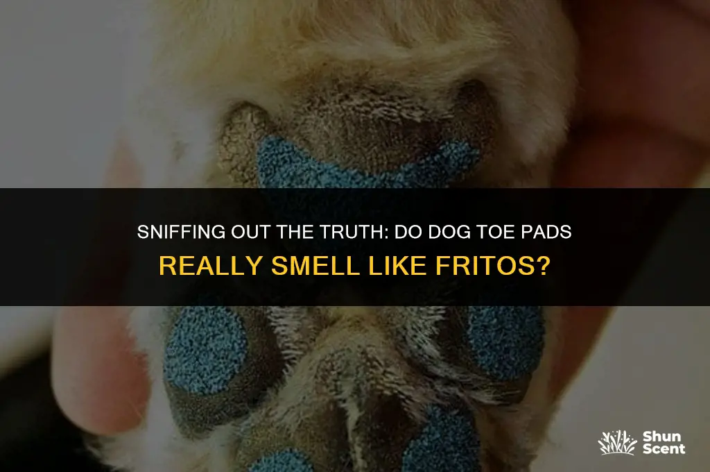 do dogs toe pads smell like fritos