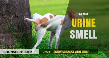 Decoding Canine Scents: The Truth Behind Dog Urine Odor