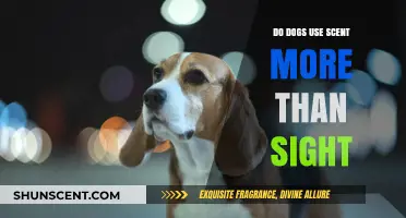 Scent vs. Sight: How Dogs Navigate Their World