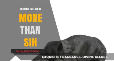 Dogs' Scent Dominance: How It Surpasses Sight in Canine Perception