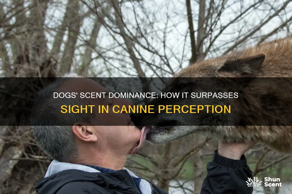 do dogs use scent more than sih