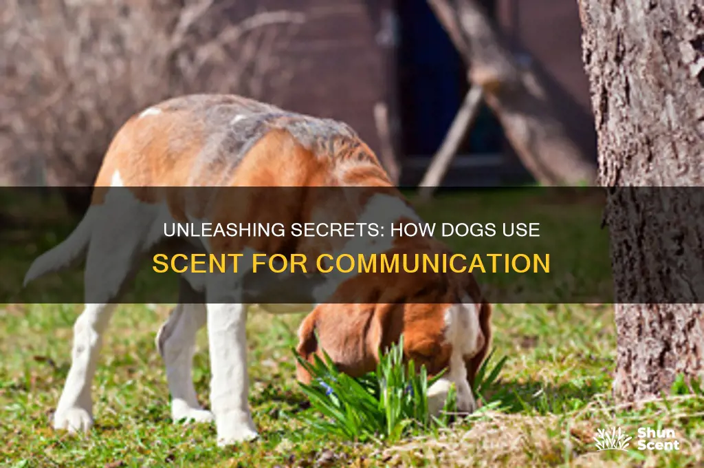 do dogs use scent to communicate