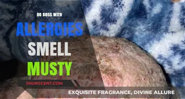Unveiling the Truth: Do Dogs with Allergies Really Smell Musty?