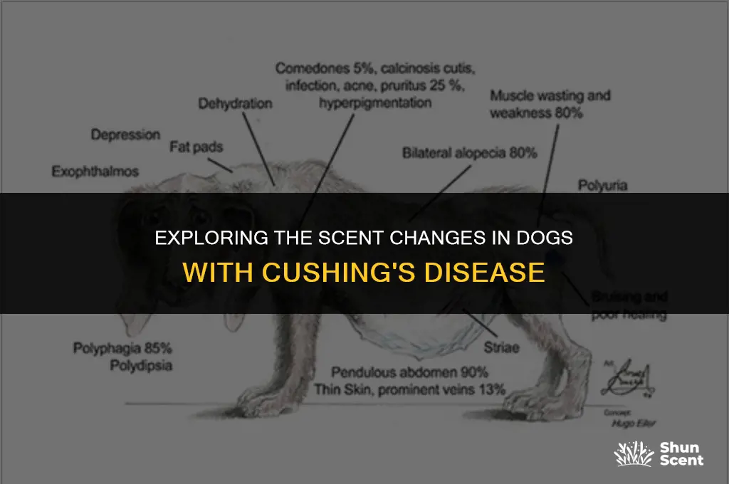 do dogs with cushing