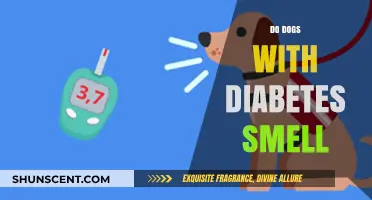 Can You Smell Diabetes in Dogs? Signs and Symptoms to Watch For