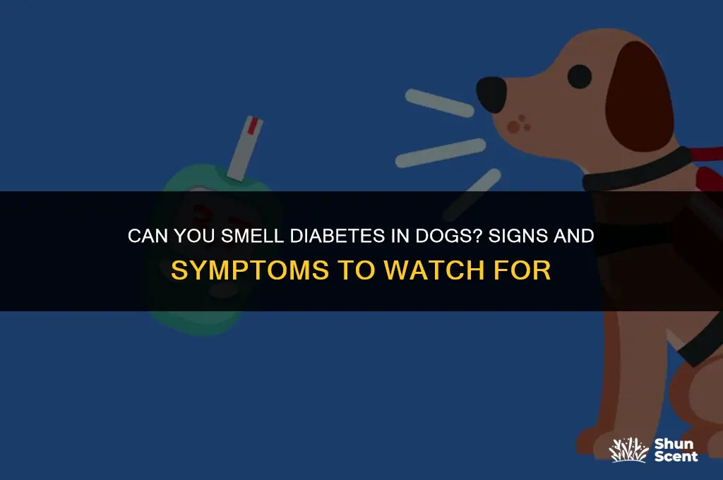 do dogs with diabetes smell