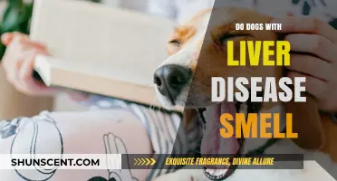 Do Dogs with Liver Disease Have a Distinct Smell?