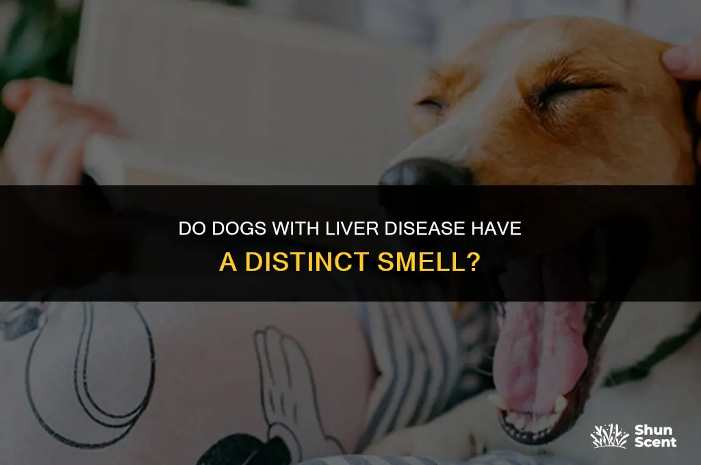 do dogs with liver disease smell