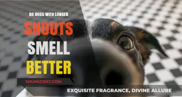 Sniffing Out the Truth: Do Dogs with Longer Snouts Smell Better?