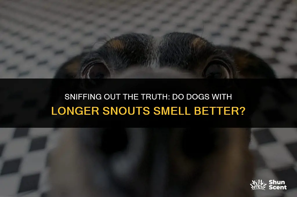 do dogs with longer snouts smell better