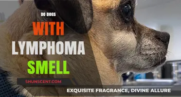 Exploring the Connection: Do Dogs with Lymphoma Have a Distinct Smell?