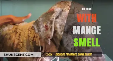 Unraveling the Truth: Do Dogs with Mange Really Smell?