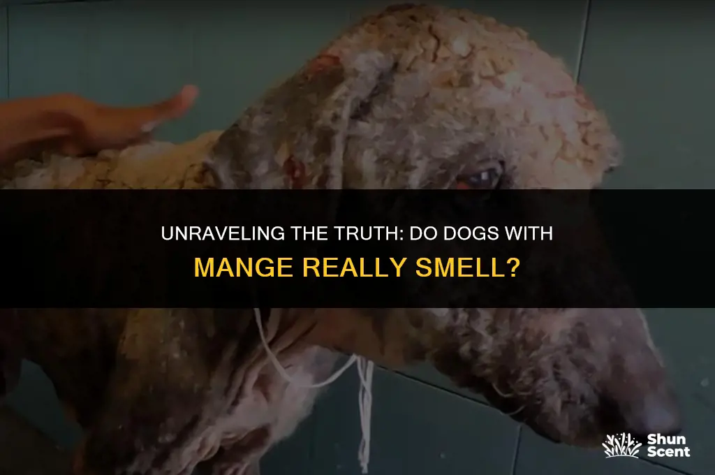 do dogs with mange smell