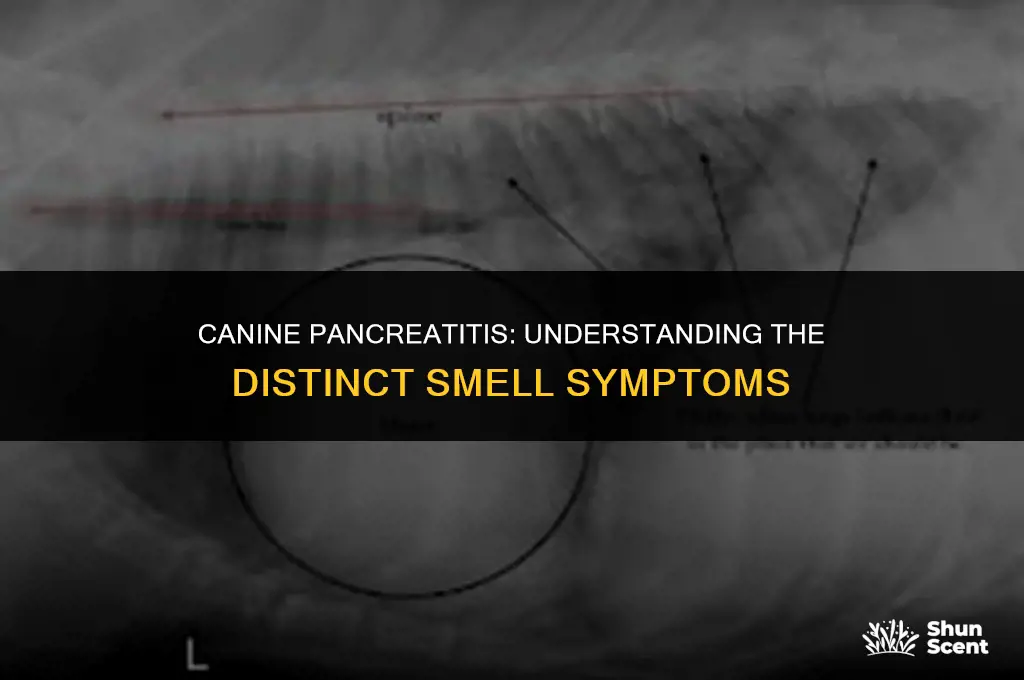 do dogs with pancreatitis smell