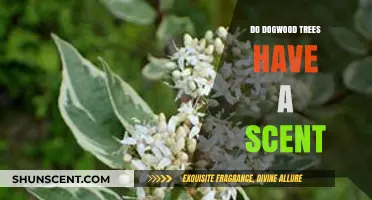 Do Dogwood Trees Have a Scent? Unveiling Their Aromatic Mystery