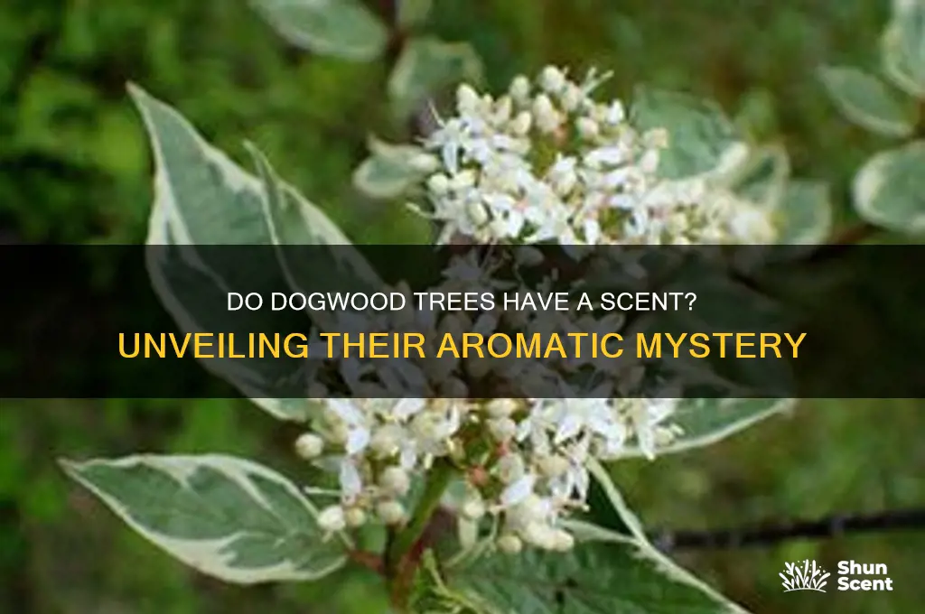 do dogwood trees have a scent