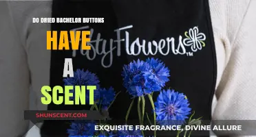 Do Dried Bachelor Buttons Have a Scent? Unveiling the Truth