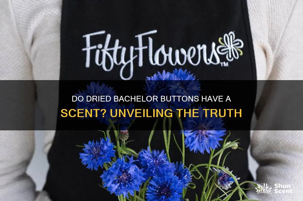 do dried bachelor buttons have a scent