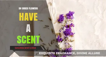 Do Dried Flowers Retain Their Scent? Exploring the Aromatic Truth
