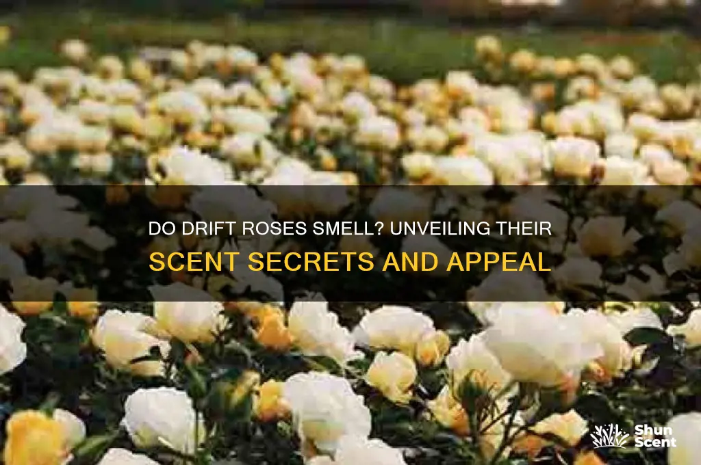do drift roses have a scent
