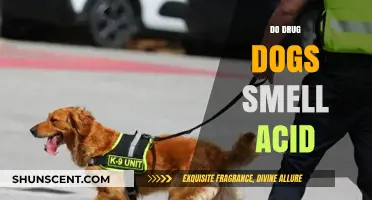 Canine Detection: Do Drug Dogs Really Sniff Out Acid?