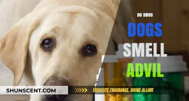 Can Drug Dogs Detect Advil? Exploring Their Scent Capabilities