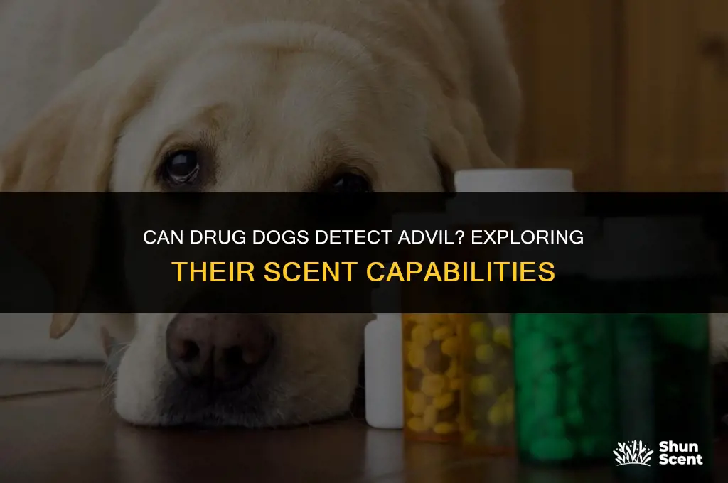 do drug dogs smell advil