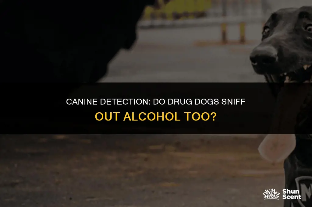 do drug dogs smell alcohol