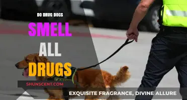Canine Detectives: The Truth About Drug Dogs and Their Sniffing Abilities