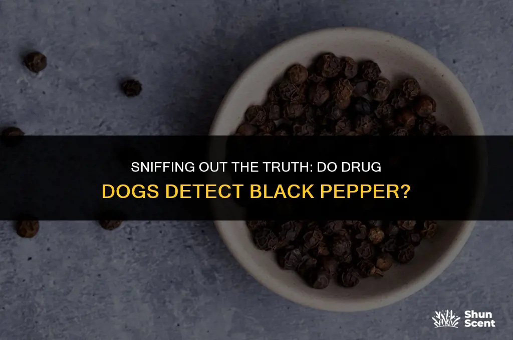 do drug dogs smell black pepper