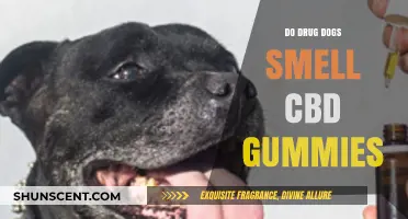Can Drug Dogs Detect CBD Gummies? Facts and Myths Uncovered