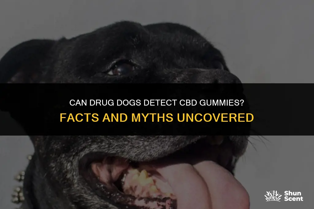 do drug dogs smell cbd gummies