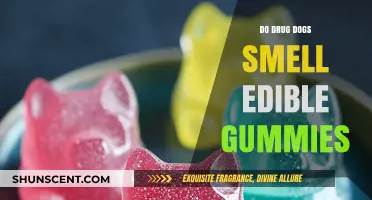 Can Drug Dogs Detect Edible Gummies: Myths and Facts