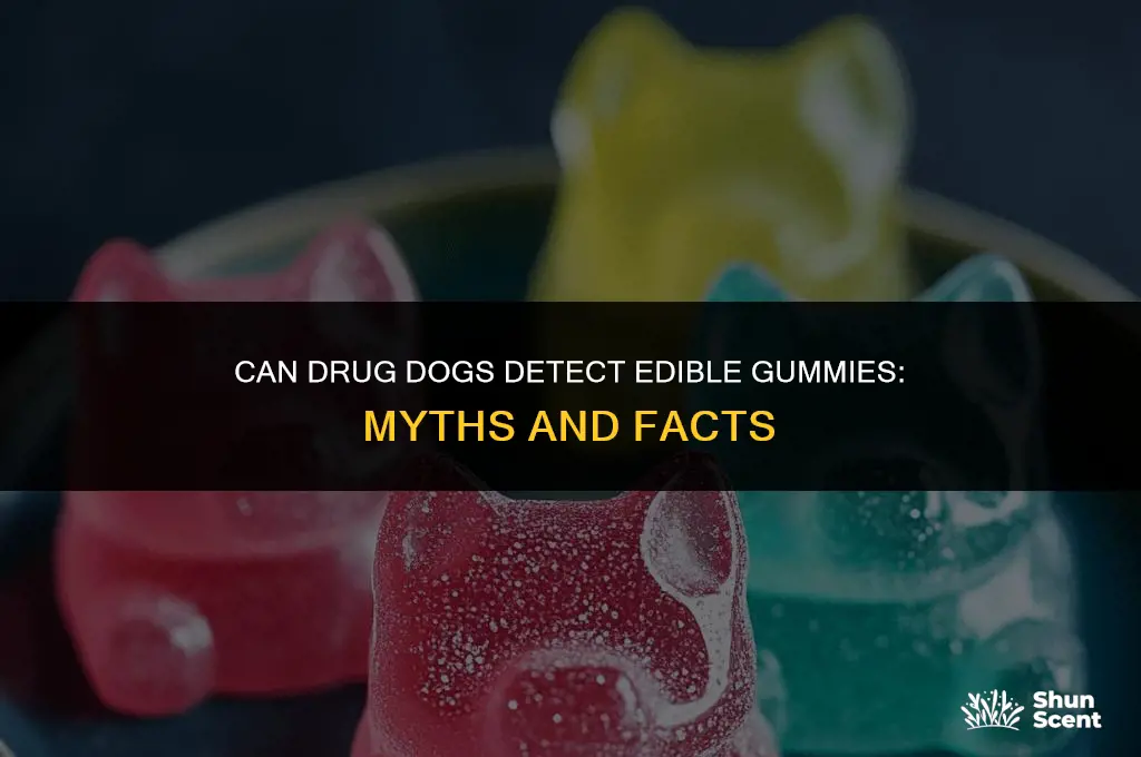 do drug dogs smell edible gummies