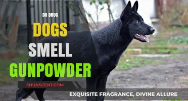 Sniffing Out Danger: Can Drug Dogs Detect Gunpowder?