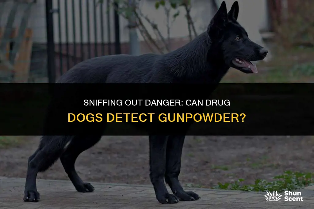 do drug dogs smell gunpowder