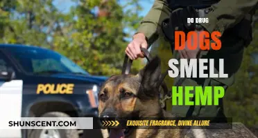 Canine Detection: Do Drug Dogs Really Smell Hemp?