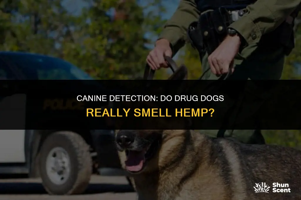 do drug dogs smell hemp