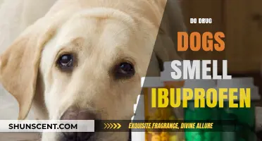 Can Drug Dogs Detect Ibuprofen? Myths and Facts Uncovered