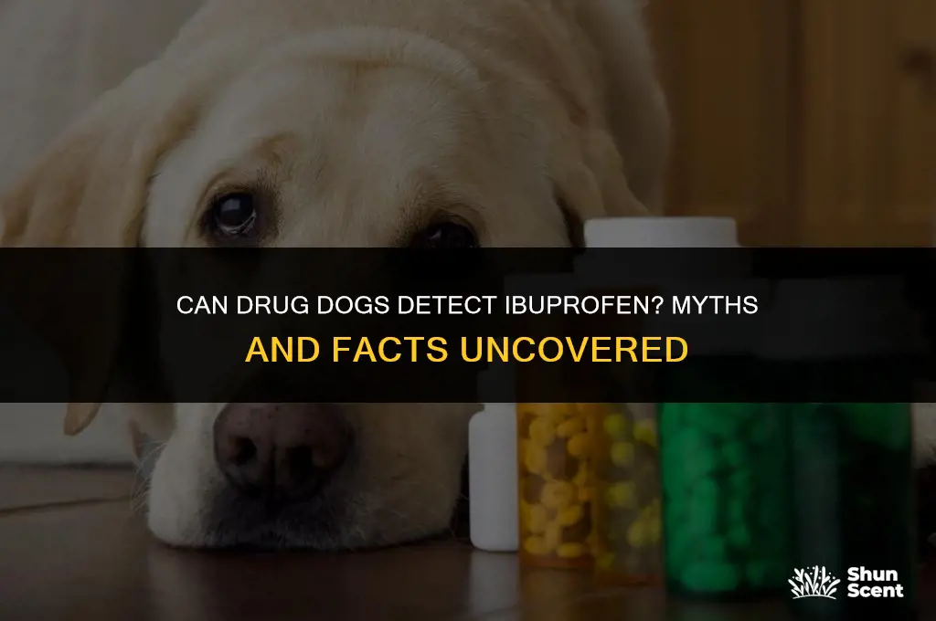 do drug dogs smell ibuprofen
