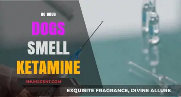Canine Detection: Do Drug Dogs Sniff Out Ketamine?