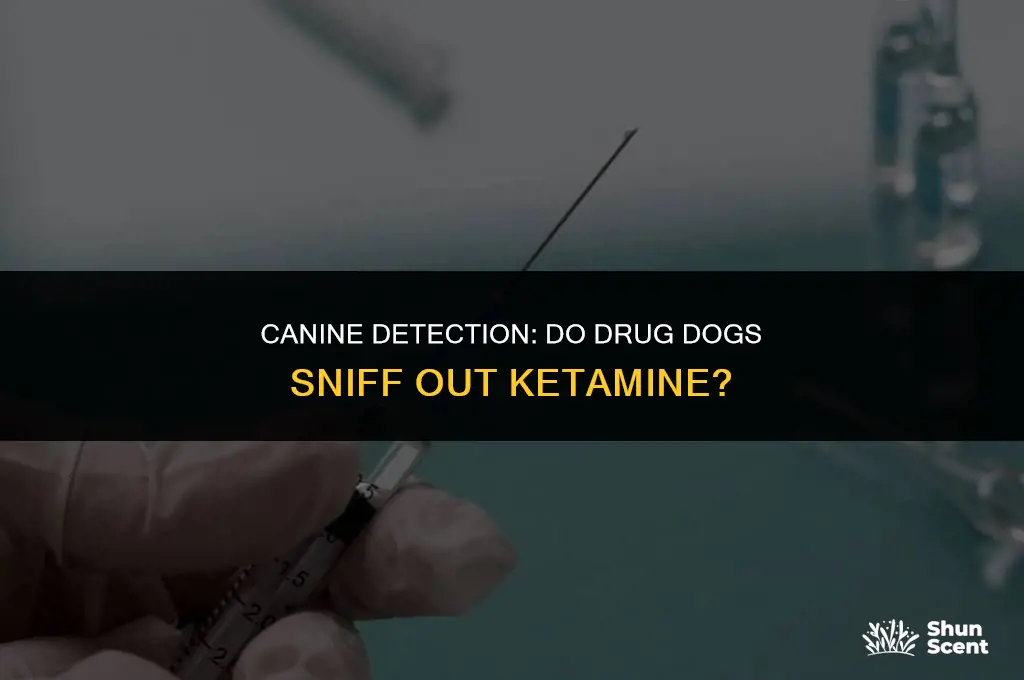 do drug dogs smell ketamine