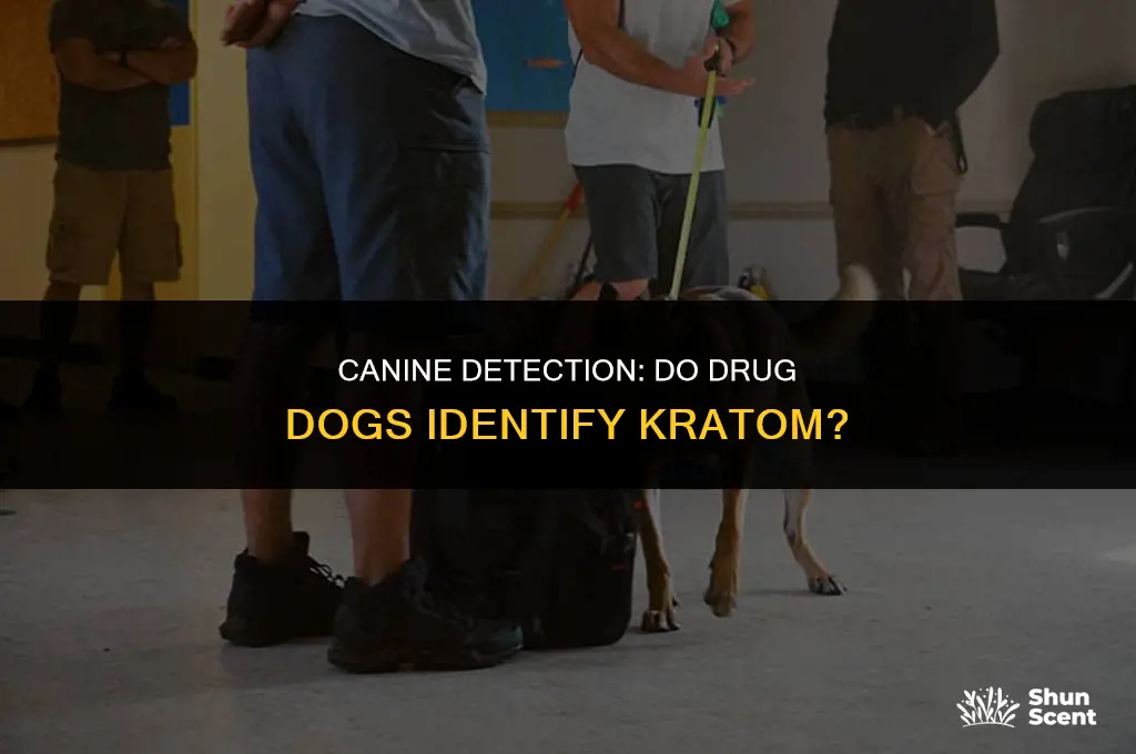 do drug dogs smell kratom