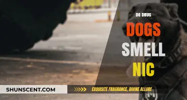 Can Drug Dogs Detect Nicotine? The Science Behind Their Sniffing Abilities