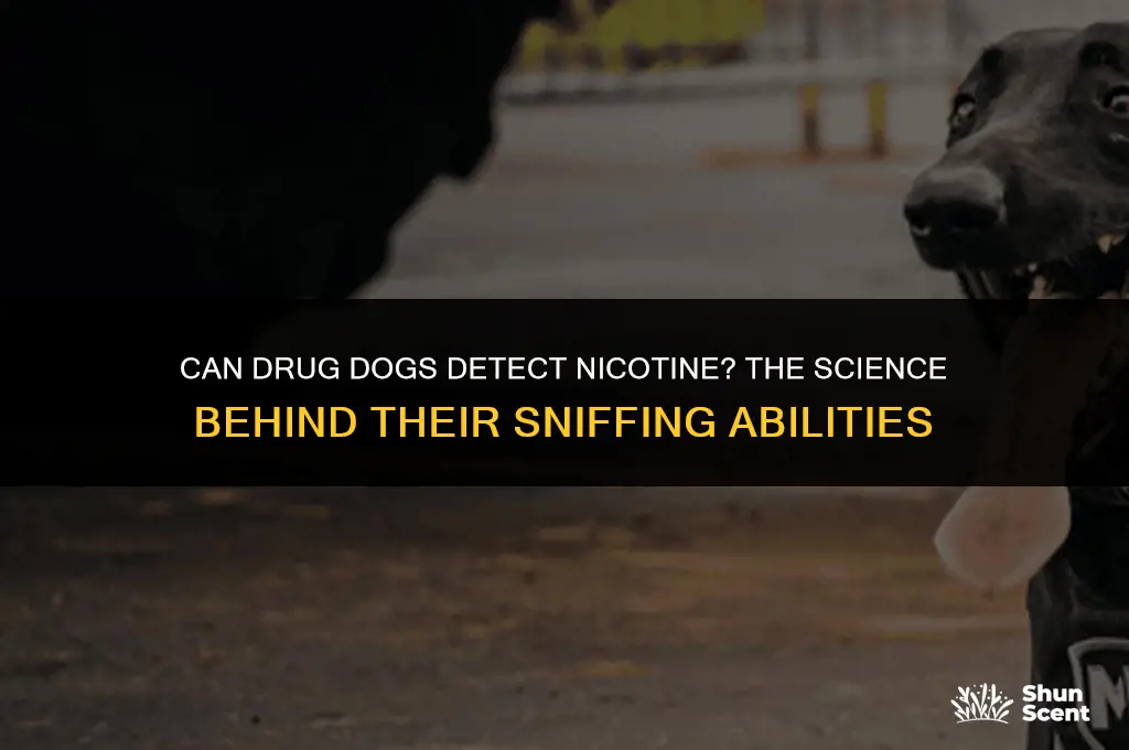 do drug dogs smell nic